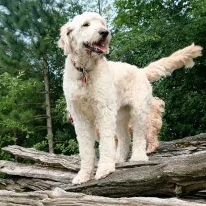 Goldendoodle Rescue: 8 Best Rescues In Texas (TX) Goldendoodle on wood pile 
