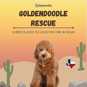 Goldendoodle Rescue: 8 Best Rescues In Texas - Happyoodles.com 