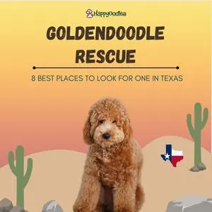 Goldendoodle Rescue: 8 Best Rescues In Texas - Happyoodles.com - pic of a goldenoodle transposed onto a cartoon version of a desert with a Texas State symbol.