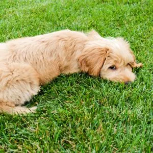 Small labradoodle puppy laying in the grass. 