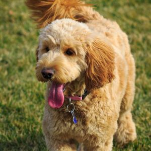 Goldendoodle Rescue: 8 Best Rescues In Texas (TX) - Goldendoodle in grass