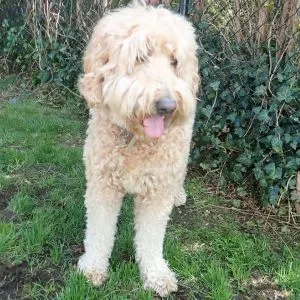 The real cost to living with a Goldendoodle Rescue in Texas (TX) - Shaggy Goldendoodle