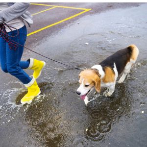 Dog in puddle 