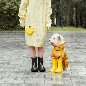 Walking a Dog in the Rain: A Survival Guide - Dog and person in raingear