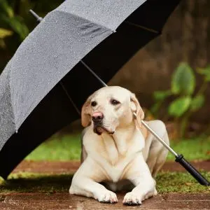 Walking a Dog in the Rain: A Survival Guide - dog under umbrella