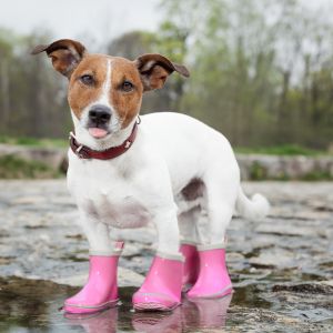 dog in pink rain boots