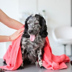 Self Serve Dog Wash Station: Where to find One - Dog with towel