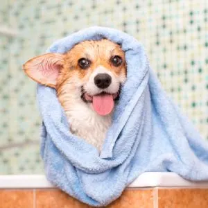 Self Serve Dog Wash Station: Where to find One - Corgi wrapped in towel