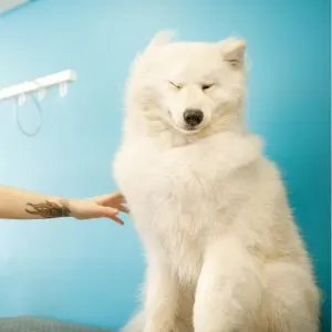 White dog getting dried by air dryer