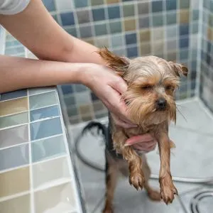 Self-service Dog Wash in Virginia Beach, VA - pic of yorkie in bath