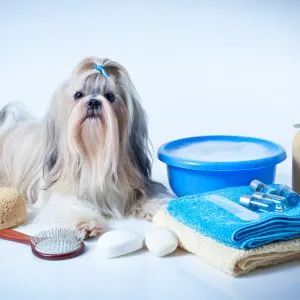 Self-service Dog Wash in Virginia Beach, VA - Pic of dog with bath supplies