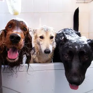 Three dogs in a tub