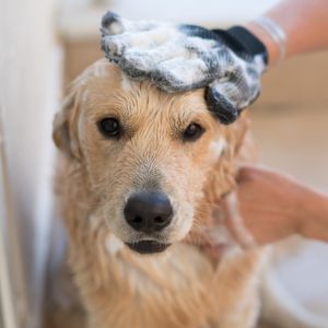 9 Self-serve Dog Wash Stations in Chicago, IL - Dog in bath while being  washed with glove 