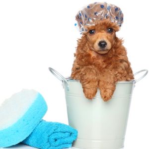 Self-serve Dog Wash Stations in Chicago, IL - Cute picture of dog with shower cap in bucket