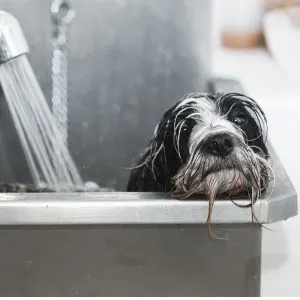 Dog in metal tub
 