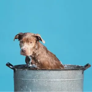 Dog Wash in Spokane
