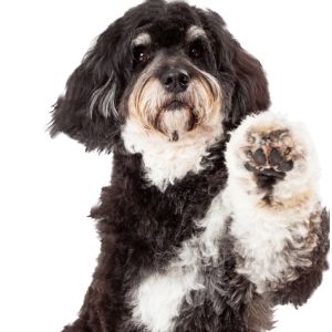Bernedoodle with paw up in the air