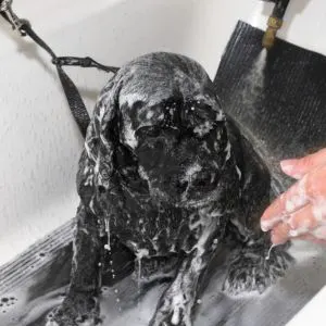 Soapy black puppy in tub
