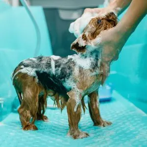 Self Serve Dog Wash in Arlington, Texas - Dog in dog wash