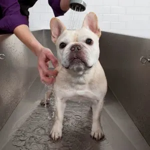 Self Serve Dog Wash in Arlington, Texas - french bulldog in tub