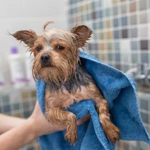 Dog getting dried by a towel