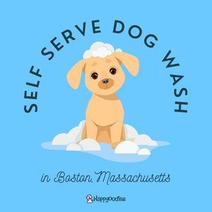 Best Self-serve Dog Wash Station in Boston, MA - Happyoodles.com 