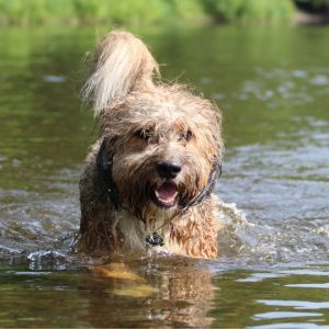 Bernedoodle in water