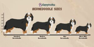 Bernedoodle Size: Standard, Medium, Mini and Micro Mini - Happy Oodles