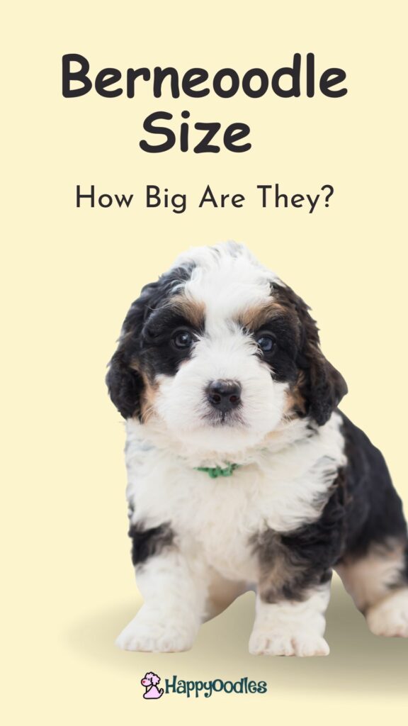 Happyoodles.com Bernedoodle Size How big are they? Pin