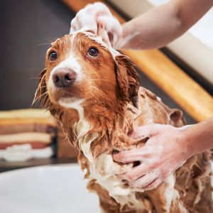 Brown dog being washed. 
