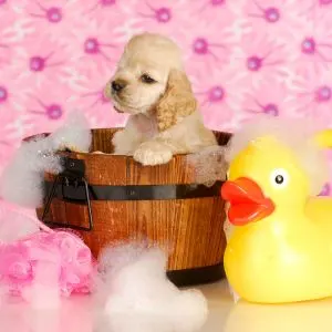 Selecting a Self-Service Dog Wash Station in Dallas, TX - Puppy in wooden tub with pink flower background and rubber ducky