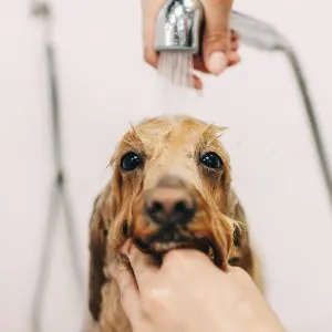 Wet dog with a water sprayer over their head