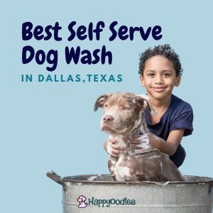 Best Self Serve Dog Wash Station in Dallas, Texas - Happyoodles.com 