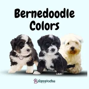 Mini Bernedoodle Guide: 12 Little Known Facts