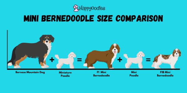 Bernadoodle size comparison