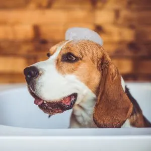 Best Self-serve Dog Wash Station in Boston, MA - Basset Hound in tub with bubbles