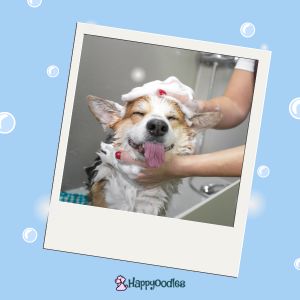Self Service Dog Wash Greenville, SC - Corgi in bath with blue background - Happyoodles.com 