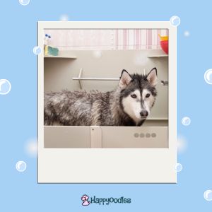 Husky in professional bath tub with blue background