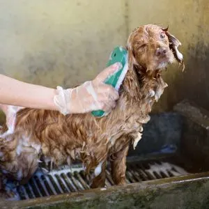 Soapy dog in dog wash station