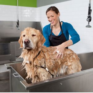 Best Self-serve Dog Wash Station in Boston, MA - Golden Retriever in professional dog wash station. 