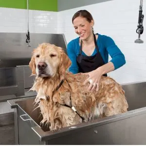 Best Self-serve Dog Wash Station in Boston, MA - Golden Retriever in professional dog wash station. 