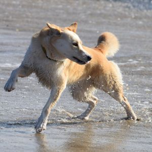 Dog Playing in surf and sand at Dog Beach San Diego -San Diego Dog Wash