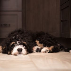 Tri-color bernedoodle puppy sleeping on floor