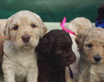 Labra doodle puppies, cream, brown and tan What is the price of a labradoodle