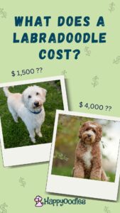 What it the price of a Labradoodle? What do they cost? Happyoodles.com pinterest pin