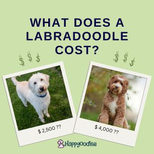 Happyoodles.com What Does a Labradoodle Cost?  Title Picture with two photos of a Labradoodle