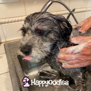 Best Dog Wash Ideas for Home - 75+ Photos - Happyoodles.com Bella getting washed in sink