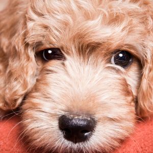 Closeup of Goldendoodle