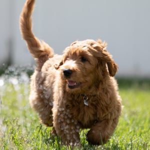 Goldendoodle Rescue in Florida - Happyoodles.com Goldendoodle puppy running in grass.