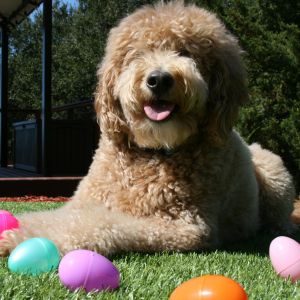 Goldendoodle Rescue in Florida  - Happy Goldendoodle with Easter Eggs on Grass